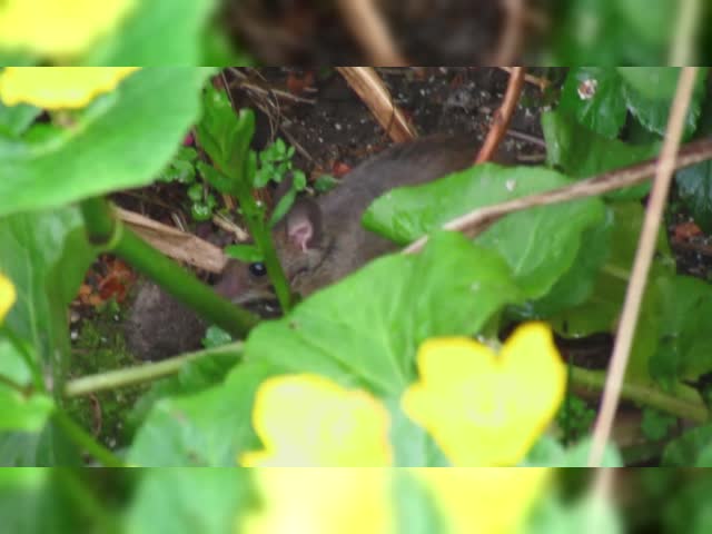 Muis