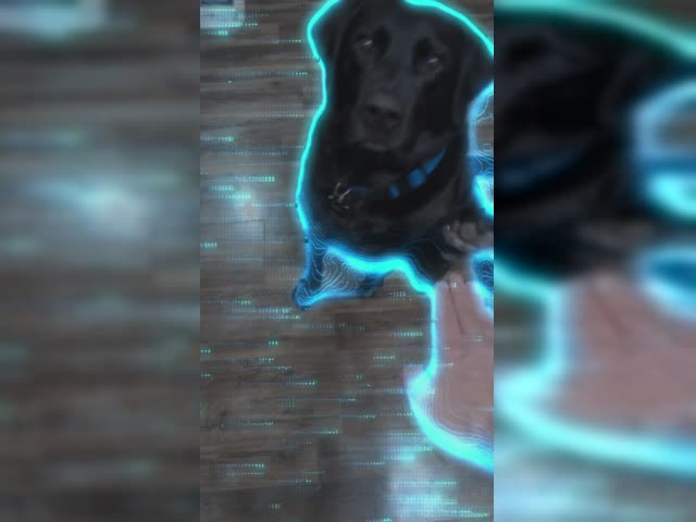 dogseig.mp4