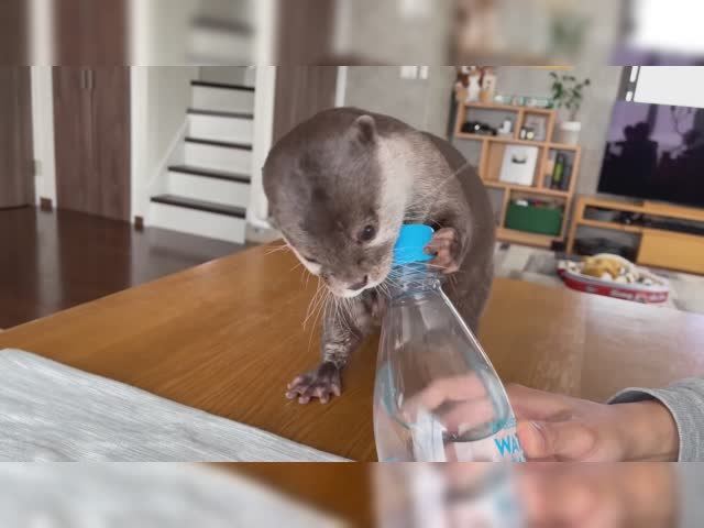 Otter Reacts To Trying Sparkling Water