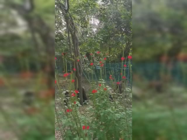 Plant