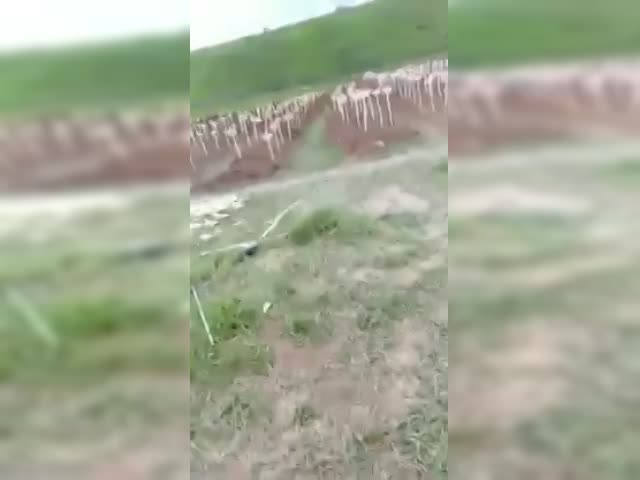 Братская могила в поселке Виноградное
