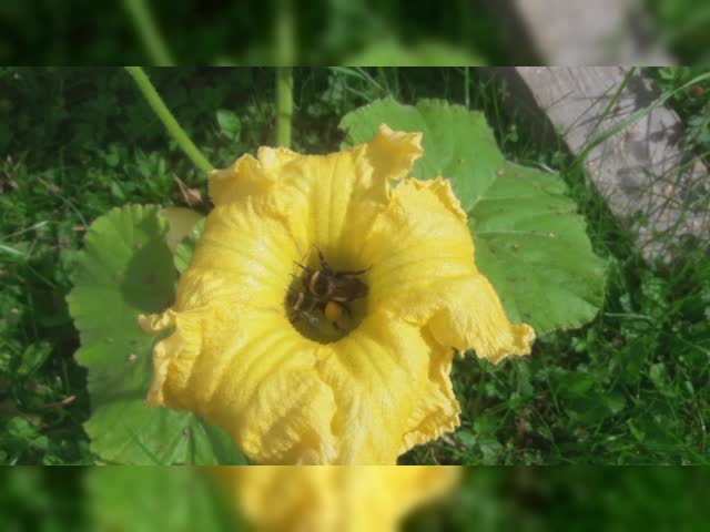 bumblebees in pumpkin flower