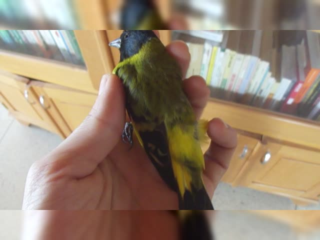 How to proceed with a bird's body