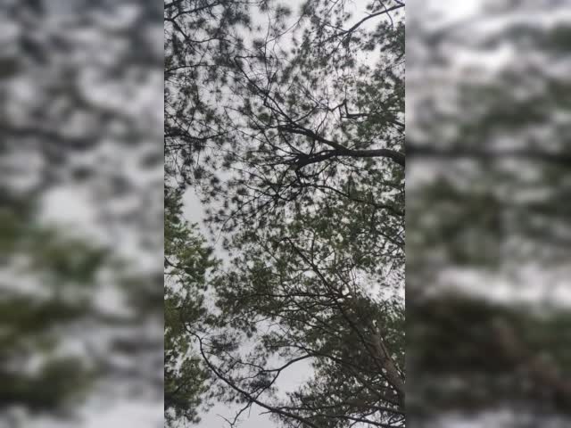 VID_20220511_122549.mp4