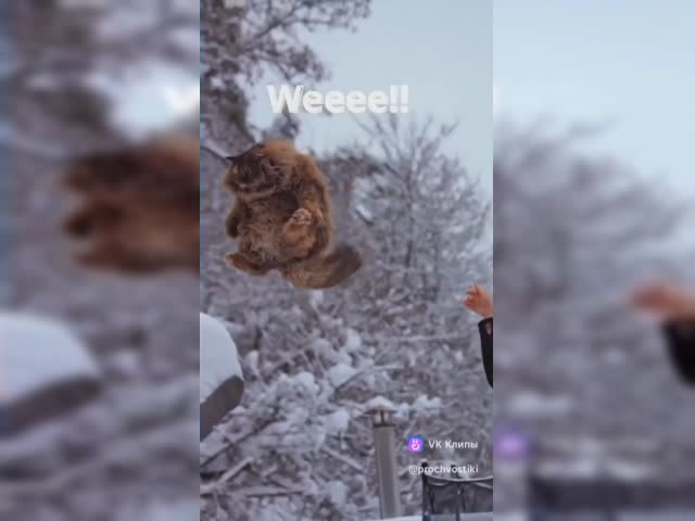 Flying cat