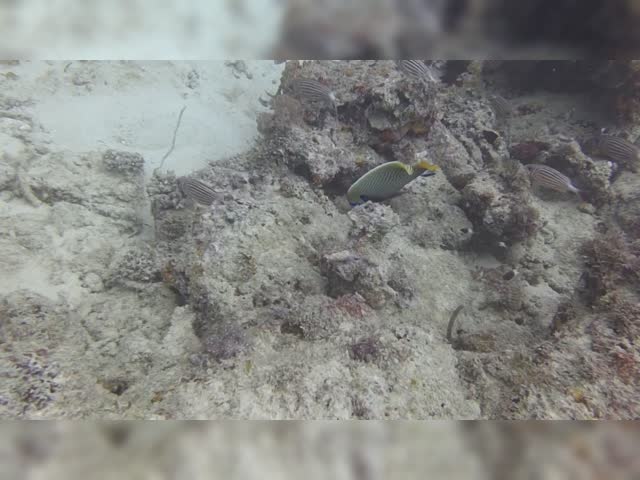 AdultEmperorAngelFish.mov