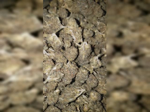 Purp punch og