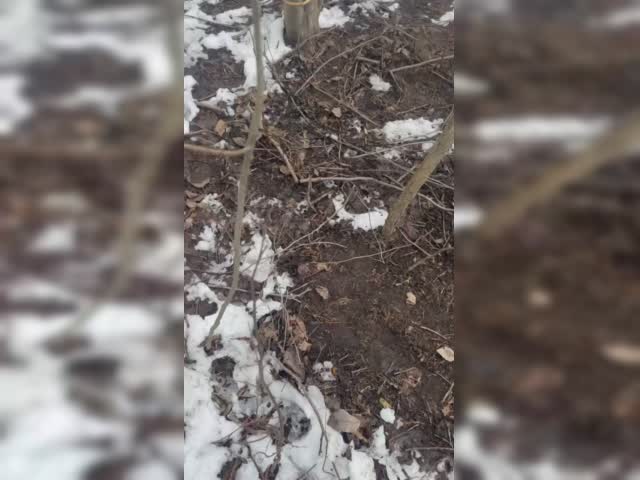 -4752333704030358746.mp4