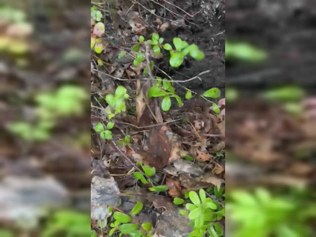 VID-20240416-WA0042.mp4