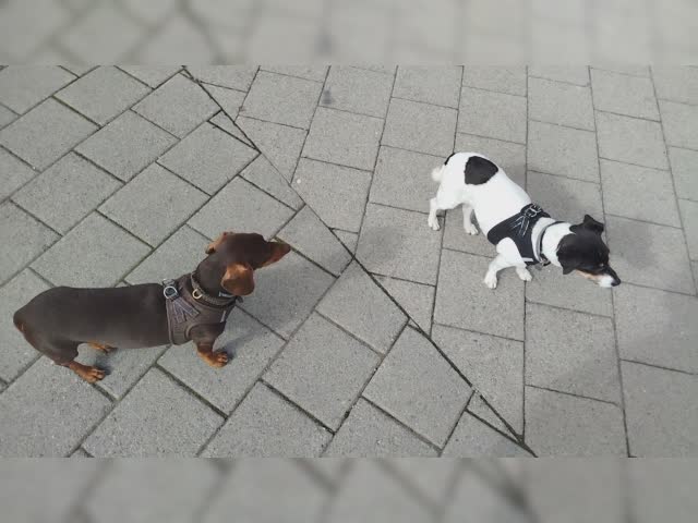 Hunde