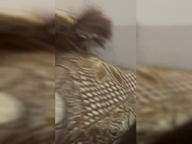 Untitled123.mp4