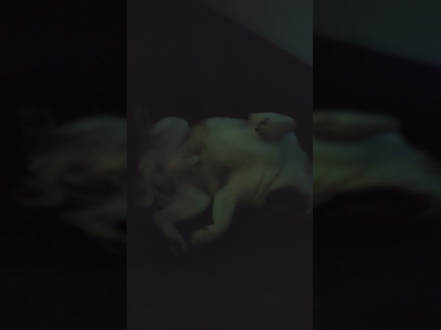 nenad