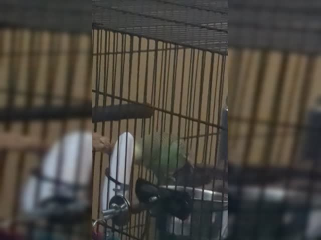 Little Green eating Millet and listening to bird noises