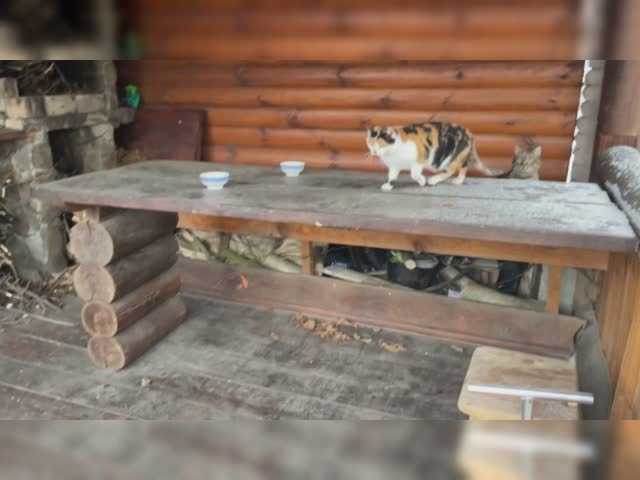 Mouse safari