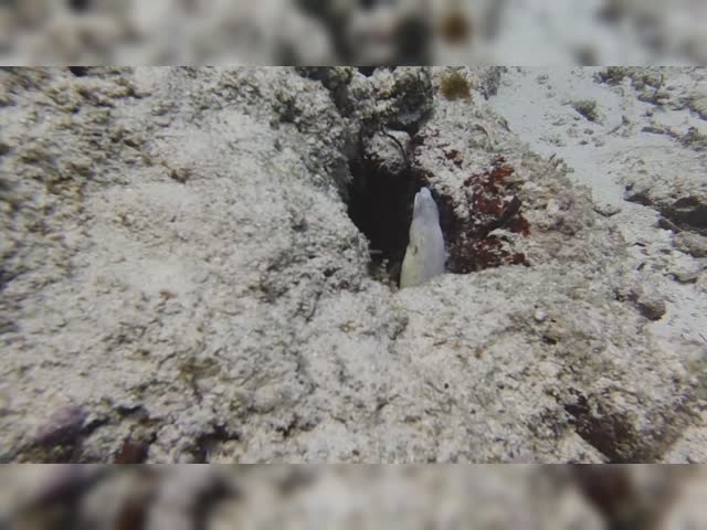 MorayEel.mov