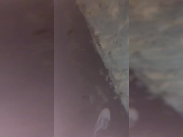 1.MOV