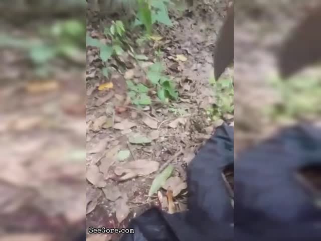 harambe
