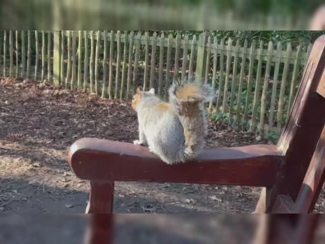 squirrel