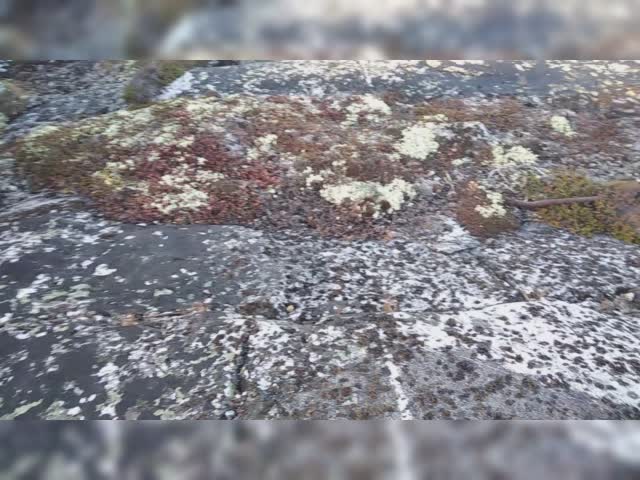 VID_20221009_133610.mp4