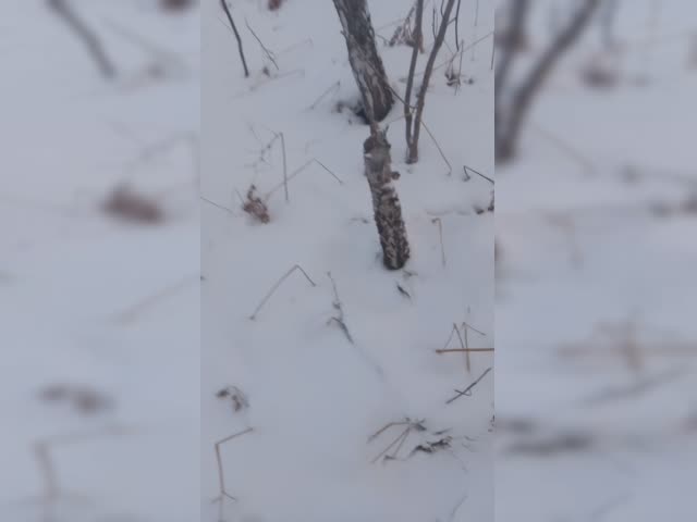 VID_20221212_150456.3gp
