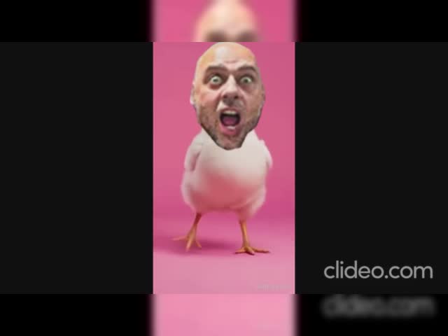 Pollo loco