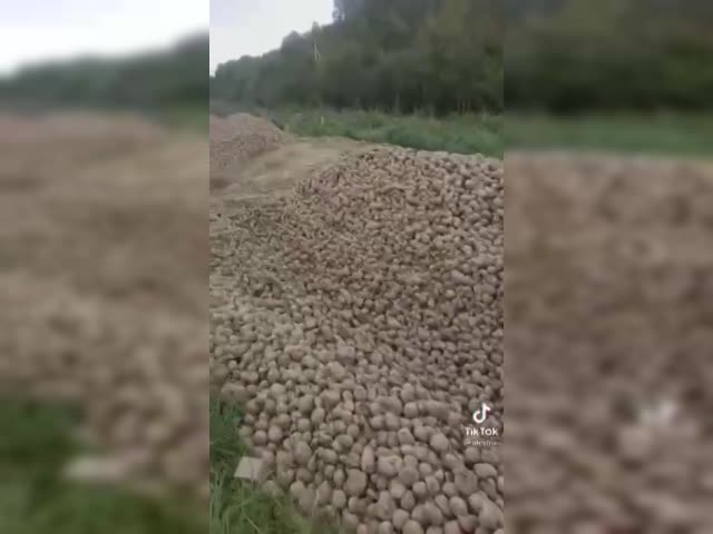 выброшенная картошка