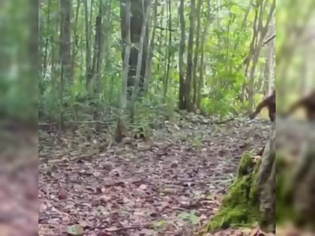 Фотоловушк запечатлела этого орангутанга..mp4