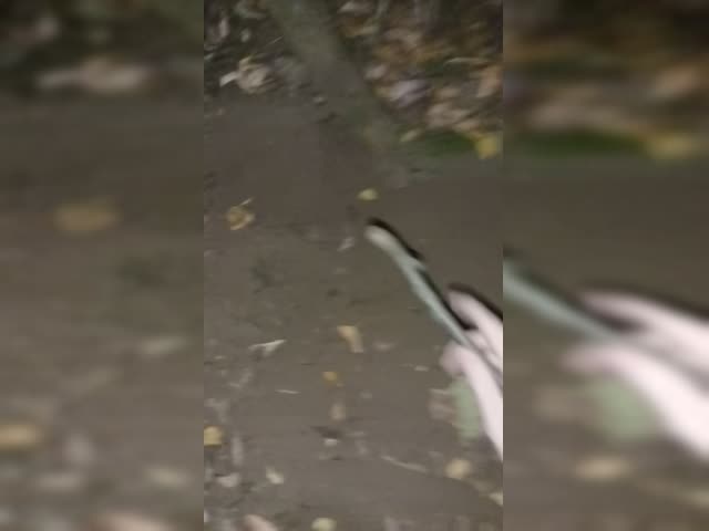 VID20230919011617.mp4