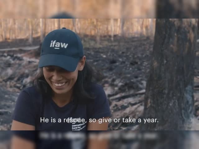 Bear, el perro que salvó a más de 100 koalas de los incendios en Australia y fue condecorado
