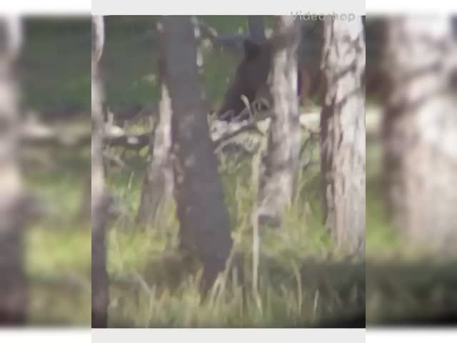 Bear 2
