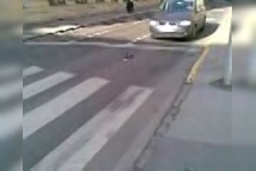 thug life pigeons