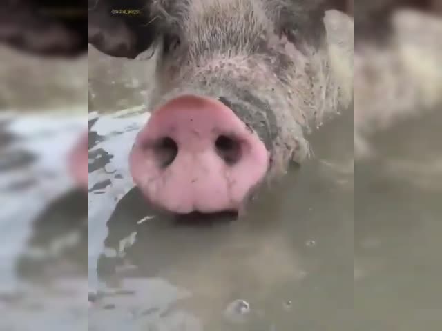 bubblepig.mp4