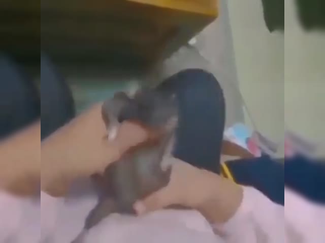badrats