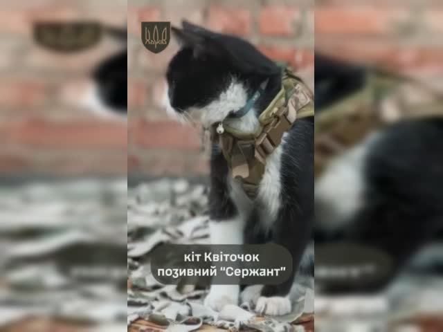 кот.mp4
