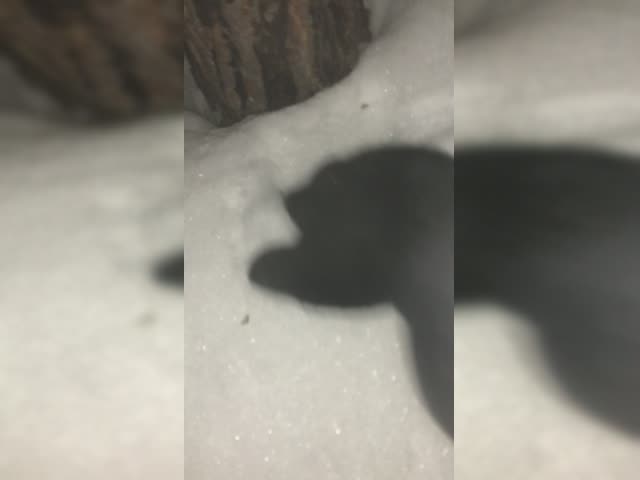 1000000368.mp4