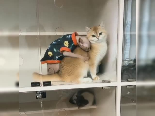 1644092803281.webm