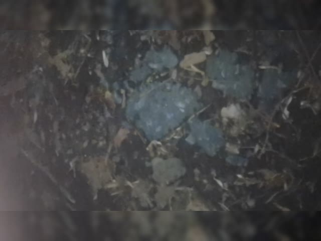 VID_20240101_174731.mp4