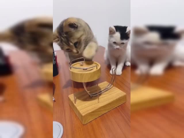 aQE9R3e_460sv.mp4