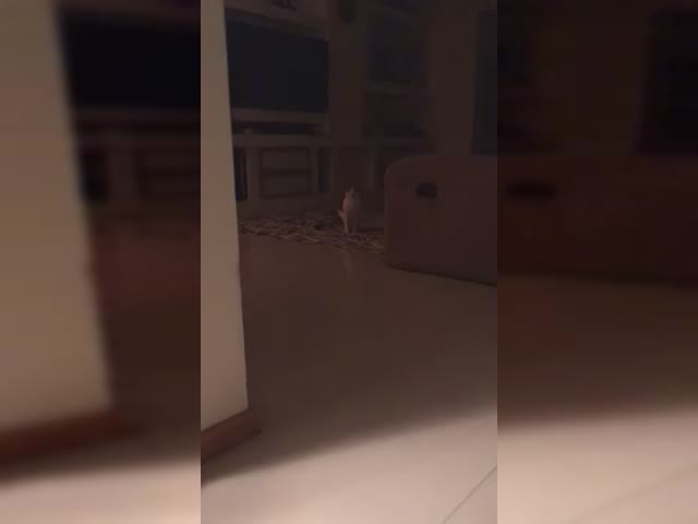 Gata