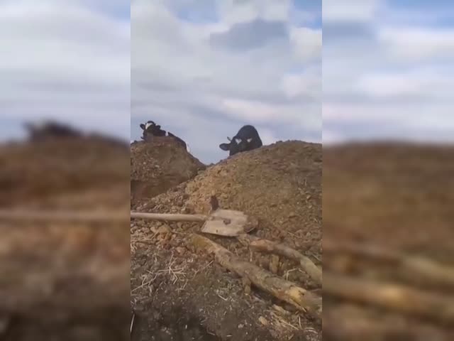 1c8cfe8cf04d4a25d32f31b6ebfb5b9be1341044b5a6331b7e08c3b770b444bf.mp4