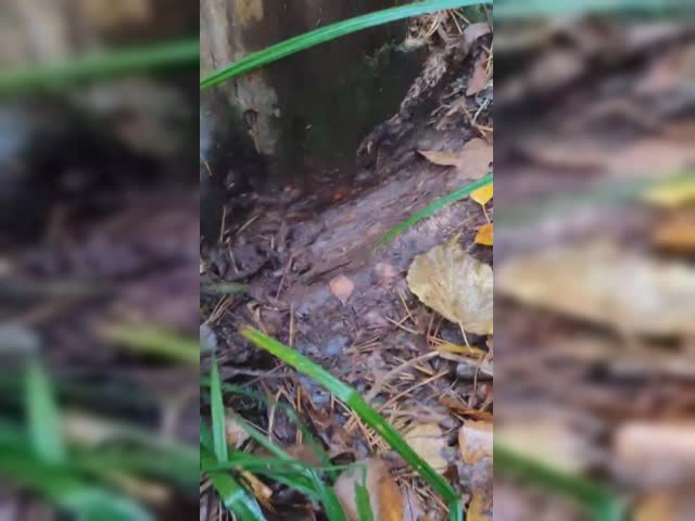 document_5303089132182976688.mp4