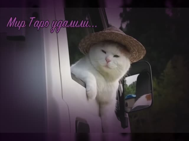 Mir taro udalili