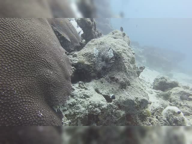 LionFish.mov